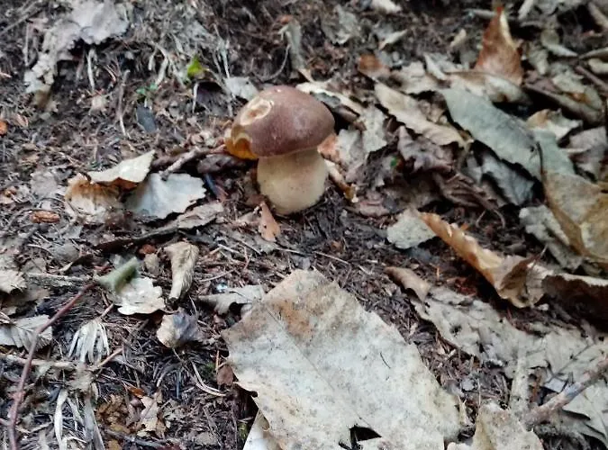 Apartma شقة Selnica ob Dravi